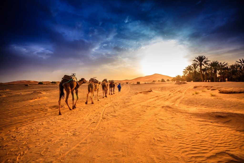 Desert Safari Bus Trips